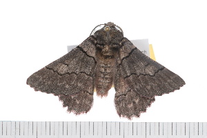  ( - 08-TASE-0218)  @13 [ ] CreativeCommons - Attribution (2009) CBG Photography Group Centre for Biodiversity Genomics