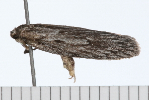  ( - 08-TASE-0514)  @12 [ ] CreativeCommons - Attribution (2009) CBG Photography Group Centre for Biodiversity Genomics