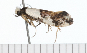  ( - 08-TASE-0568)  @13 [ ] CreativeCommons - Attribution (2009) CBG Photography Group Centre for Biodiversity Genomics