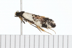  ( - 08-TASE-0659)  @13 [ ] CreativeCommons - Attribution (2009) CBG Photography Group Centre for Biodiversity Genomics