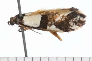  ( - 08-TASE-0799)  @13 [ ] CreativeCommons - Attribution (2009) CBG Photography Group Centre for Biodiversity Genomics