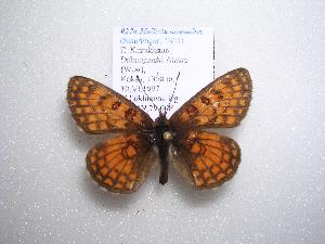  (Melitaea alatauica - 2005-LOWA-274)  @14 [ ] CreativeCommons - Attribution (2010) CBG Photography Group Centre for Biodiversity Genomics