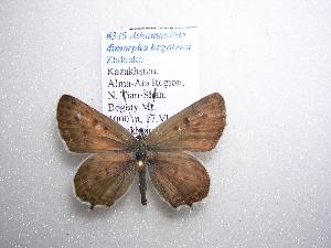  ( - 2005-LOWA-345)  @13 [ ] CreativeCommons - Attribution (2010) CBG Photography Group Centre for Biodiversity Genomics