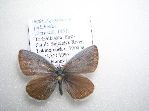  (Polyommatus pulchellus - 2005-LOWA-405)  @14 [ ] CreativeCommons - Attribution (2010) CBG Photography Group Centre for Biodiversity Genomics