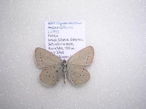  (Cupido minimus magna - 2005-LOWA-746)  @13 [ ] CreativeCommons - Attribution (2010) CBG Photography Group Centre for Biodiversity Genomics