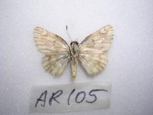  (Carcharodus sp - LOWA-AR-105)  @13 [ ] Unspecified (default): All Rights Reserved  Unspecified Unspecified