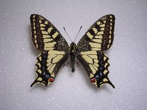  (Papilio machaon rinpoche - LOWA-NL-5)  @13 [ ] Unspecified (default): All Rights Reserved  Unspecified Unspecified