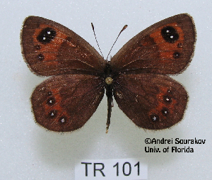  (Erebia graucasica transcaucasica - McGuire09-TR101)  @14 [ ] Unspecified (default): All Rights Reserved  Unspecified Unspecified