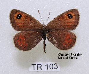  (Erebia graucasica transcaucasica - McGuire09-TR103)  @14 [ ] Unspecified (default): All Rights Reserved  Unspecified Unspecified