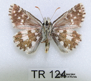  (Pyrgus sp - McGuire09-TR124)  @14 [ ] Unspecified (default): All Rights Reserved  Unspecified Unspecified