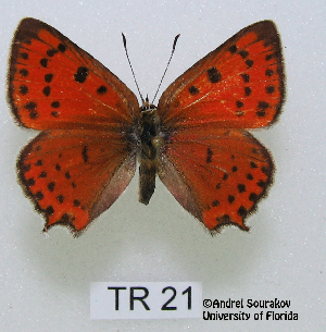  (Lycaena thetis - McGuire09-TR21)  @14 [ ] Unspecified (default): All Rights Reserved  Unspecified Unspecified