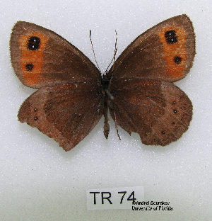  (Erebia aethiops melusina - McGuire09-TR74)  @13 [ ] Unspecified (default): All Rights Reserved  Unspecified Unspecified
