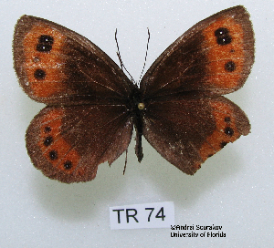  (Erebia aethiops - McGuire09-TR74)  @13 [ ] Unspecified (default): All Rights Reserved  Unspecified Unspecified