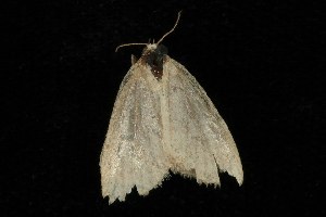  ( - CGWC-1790)  @13 [ ] CreativeCommons - Attribution (2010) CBG Photography Group Centre for Biodiversity Genomics