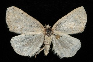  ( - CGWC-1793)  @13 [ ] CreativeCommons - Attribution (2010) CBG Photography Group Centre for Biodiversity Genomics