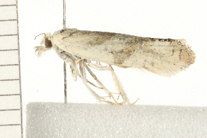  ( - 08BBLEP-03231)  @12 [ ] CreativeCommons - Attribution (2008) CBG Photography Group Centre for Biodiversity Genomics