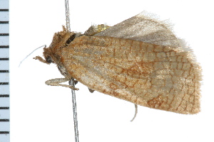  ( - 08BBLEP-02425)  @12 [ ] CreativeCommons - Attribution (2008) CBG Photography Group Centre for Biodiversity Genomics