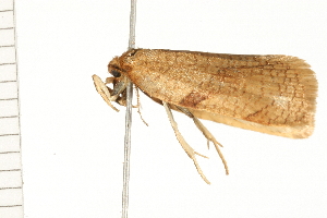  ( - 08BBLEP-03358)  @12 [ ] CreativeCommons - Attribution (2008) CBG Photography Group Centre for Biodiversity Genomics