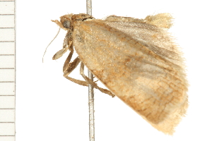  ( - 08BBLEP-03480)  @12 [ ] CreativeCommons - Attribution (2008) CBG Photography Group Centre for Biodiversity Genomics