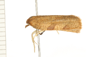  ( - 08BBLEP-03540)  @12 [ ] CreativeCommons - Attribution (2008) CBG Photography Group Centre for Biodiversity Genomics