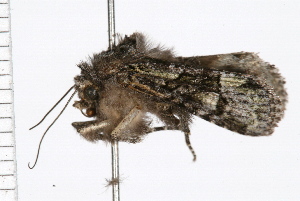  ( - 08BBLEP-05369)  @13 [ ] CreativeCommons - Attribution (2009) CBG Photography Group Centre for Biodiversity Genomics