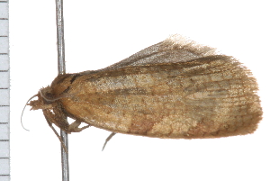  ( - 08BBLEP-05003)  @12 [ ] CreativeCommons - Attribution (2009) CBG Photography Group Centre for Biodiversity Genomics