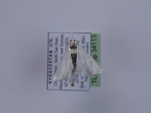  (Calamotropha aureliellus - TLMF_Lep_34113)  @11 [ ] CreativeCommons - Attribution Non-Commercial Share-Alike (2023) Peter Huemer Tiroler Landesmuseum