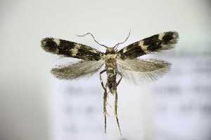  ( - TLMF_Lep_45004)  @11 [ ] CreativeCommons - Attribution Non-Commercial Share-Alike (2024) Toni Mayr Tiroler Landesmuseum