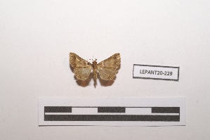  (Heterogramma micculalis - LEPANT20-229)  @11 [ ] Copyright (2021) Nicolas Moulin Research Collection of Nicolas Moulin