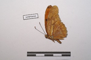  (Dryas lucia - LEPANT20-026)  @12 [ ] Copyright (2020) Nicolas Moulin Research Collection of Nicolas Moulin