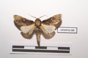  ( - LEPANT20-288)  @11 [ ] Copyright (2021) Nicolas Moulin Research Collection of Nicolas Moulin
