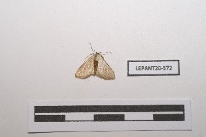  (Ptychamalia perlata nigricostata - LEPANT20-372)  @11 [ ] Copyright (2021) Nicolas Moulin Research Collection of Nicolas Moulin