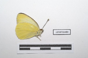  (Ascia monuste virginia - LEPANT20-459)  @12 [ ] Copyright (2021) Nicolas Moulin Research Collection of Nicolas Moulin
