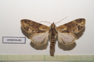  (Dasylophia lucia - LEPANT20-492)  @11 [ ] Copyright (2023) Nicolas Moulin Research Collection of Nicolas Moulin