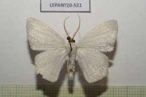  (Sericoptera penicillata - LEPANT20-521)  @11 [ ] Copyright (2023) Nicolas Moulin Research Collection of Nicolas Moulin