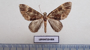  (Euphyia perturbata - LEPANT20-606)  @11 [ ] Copyright (2023) Francis Deknuydt Personal Collection of Francis Deknuydt