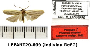  (Phaeosia moulini - LEPANT20-609)  @11 [ ] Copyright (2023) Michel Laguerre Personal Collection of Michel Laguerre