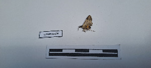  ( - LEPANT20-678)  @11 [ ] Copyright (2024) Nicolas Moulin Research Collection of Nicolas Moulin