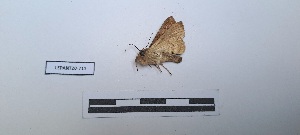  ( - LEPANT20-711)  @11 [ ] Copyright (2024) Nicolas Moulin Research Collection of Nicolas Moulin