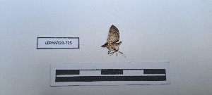  ( - LEPANT20-725)  @11 [ ] Copyright (2024) Nicolas Moulin Research Collection of Nicolas Moulin