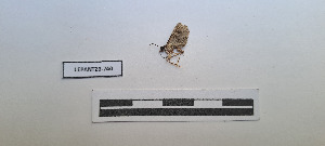  ( - LEPANT20-740)  @11 [ ] Copyright (2024) Nicolas Moulin Research Collection of Nicolas Moulin