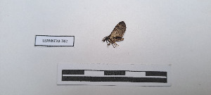  ( - LEPANT20-742)  @11 [ ] Copyright (2024) Nicolas Moulin Research Collection of Nicolas Moulin