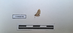  ( - LEPANT20-743)  @11 [ ] Copyright (2024) Nicolas Moulin Research Collection of Nicolas Moulin