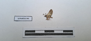  ( - LEPANT20-744)  @11 [ ] Copyright (2024) Nicolas Moulin Research Collection of Nicolas Moulin