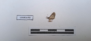  ( - LEPANT20-753)  @11 [ ] Copyright (2024) Nicolas Moulin Research Collection of Nicolas Moulin