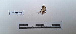  ( - LEPANT20-757)  @11 [ ] Copyright (2024) Nicolas Moulin Research Collection of Nicolas Moulin