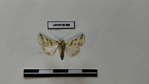  (Heliothis subflexa - LEPANT20-868)  @11 [ ] Copyright (2025) Nicolas Moulin Research Collection of Nicolas Moulin