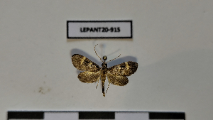  (Lygropia disarche - LEPANT20-915)  @11 [ ] Copyright (2025) Nicolas Moulin Research Collection of Nicolas Moulin