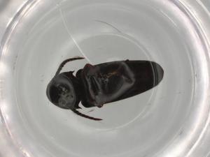  ( - BIOUG76390-H03)  @11 [ ] CreativeCommons - Attribution (2022) Centre for Biodiversity Genomics Centre for Biodiversity Genomics