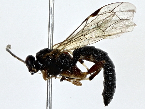  ( - BIOUG79402-A12)  @11 [ ] CreativeCommons - Attribution (2022) CBG Photography Group Centre for Biodiversity Genomics